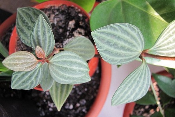 peperomia omsorg + hjemme