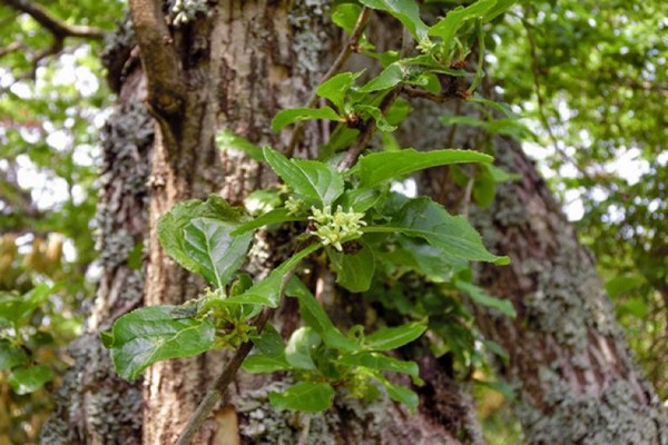 foto de pinça de fusta de fulla rodona