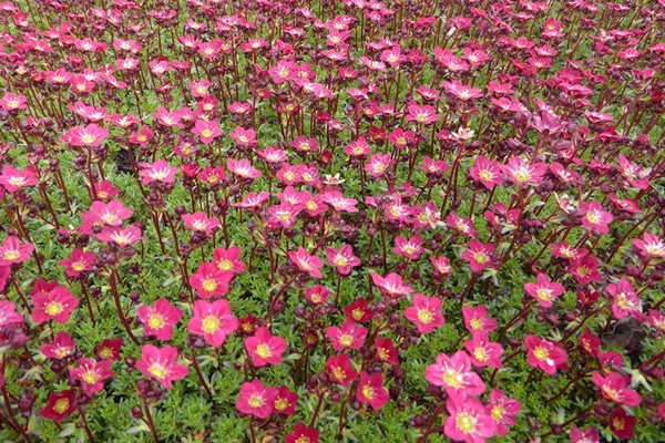 saxifrage flower