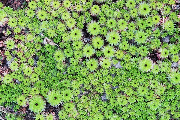 saxifrage photo planting