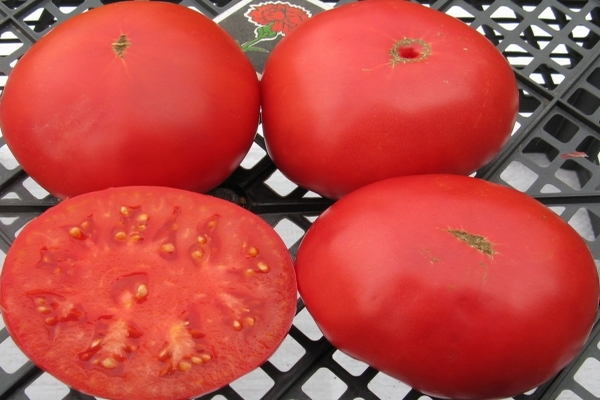 Tomato Delicacy photo
