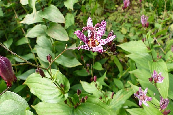 tricirtis planting + and leaving + in the open