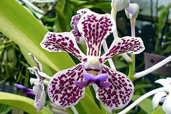 fotografie orchidey vandy