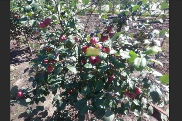 Geschätzter Apfelbaum: Beschreibung