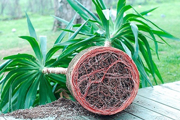 garden yucca
