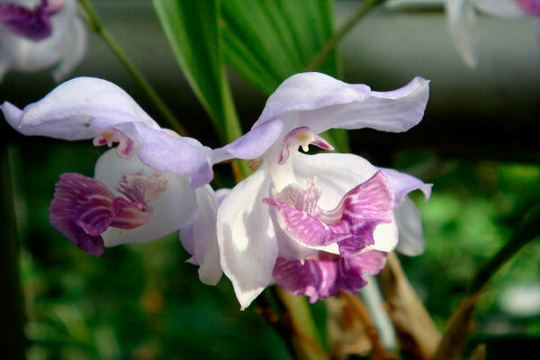 orquídia