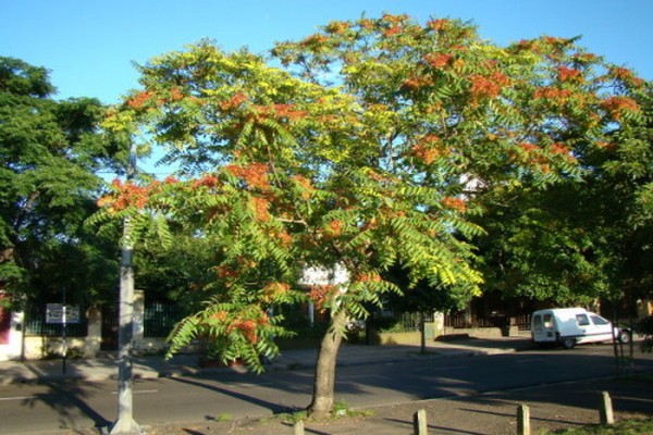 ailanth strom