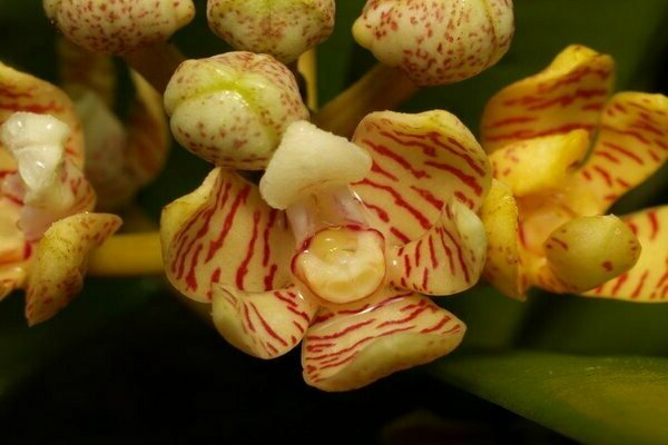 орхидея акампа снимка