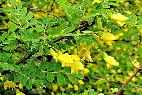 yellow acacia