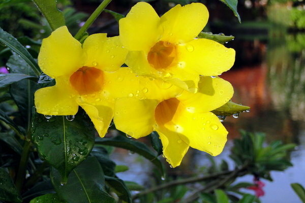 Foto de Allamanda