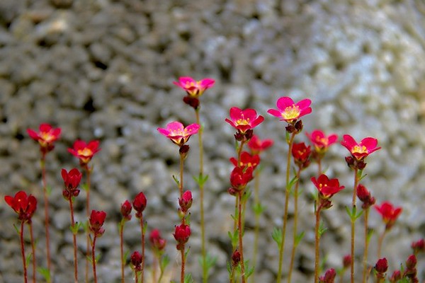 saxifrage planting + and care photo