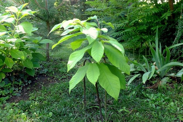 saplings azimin