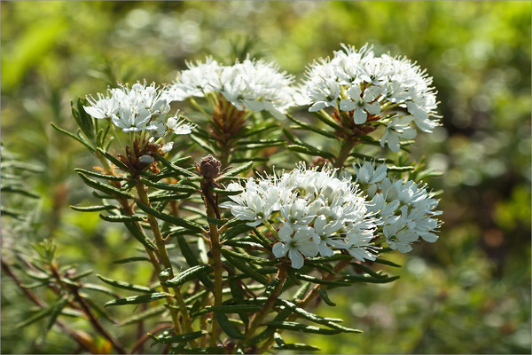 Photo de romarin sauvage des marais