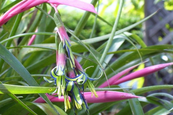 gambar bilbergia