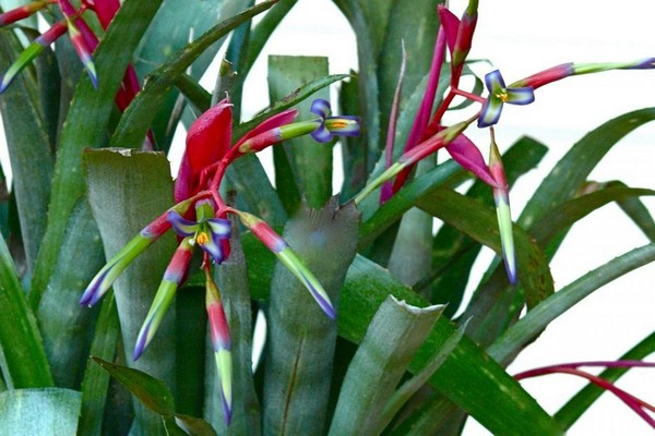 bilbergia fotoğrafları