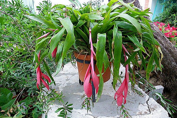 bilbergia fotogrāfijas