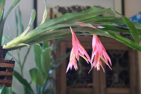 bilbergia plantas de interior