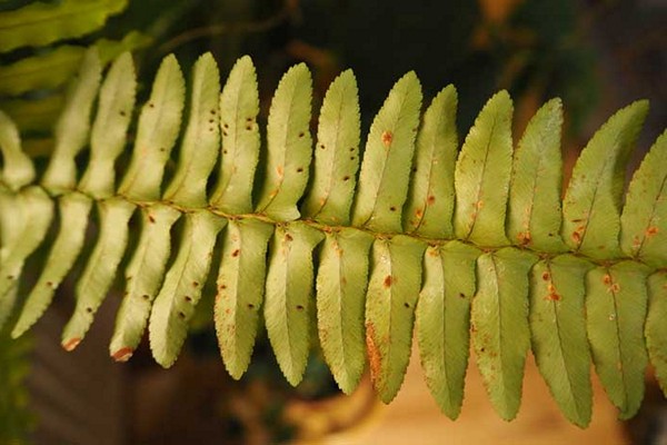 fern disease pictures
