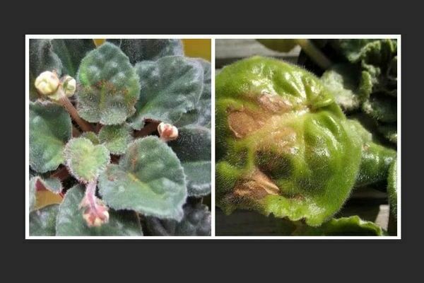 Diseases of violets with pictures