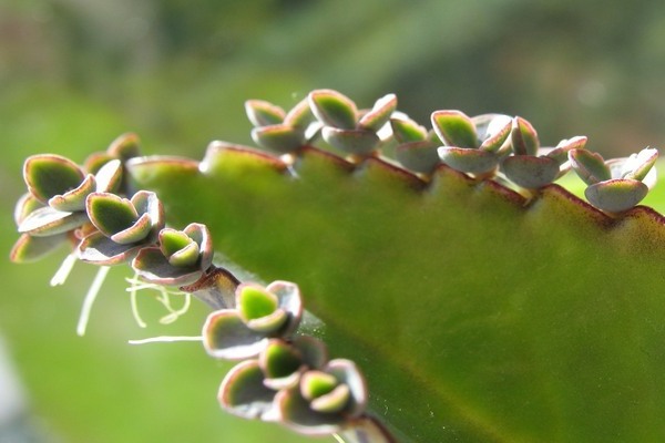 bryophyllum