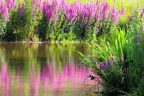 loosestrife care