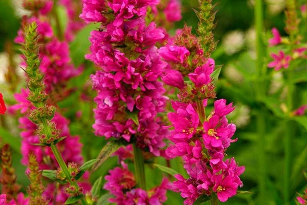willow loosestrife