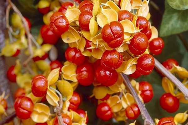 gambar batang pokok