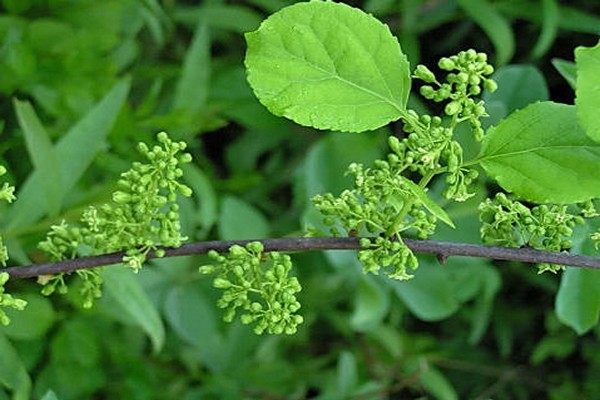 apaļlapu koka knaibles