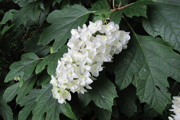 Eikebladet hortensia-bilde