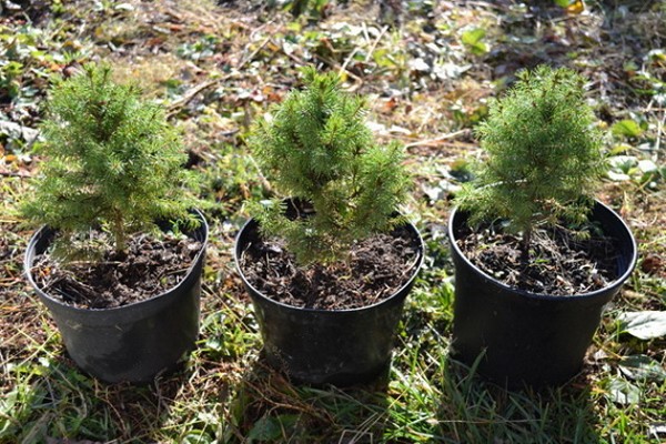 spruce plant