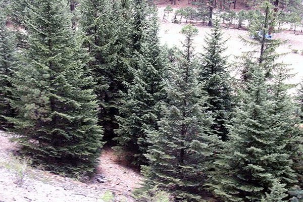 spruce varieties description