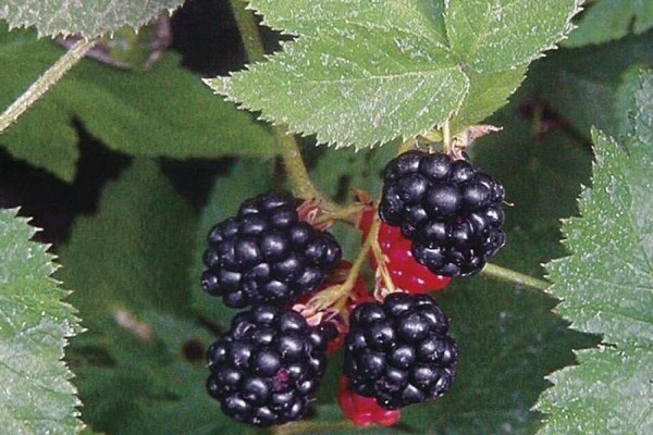blackberry black satin