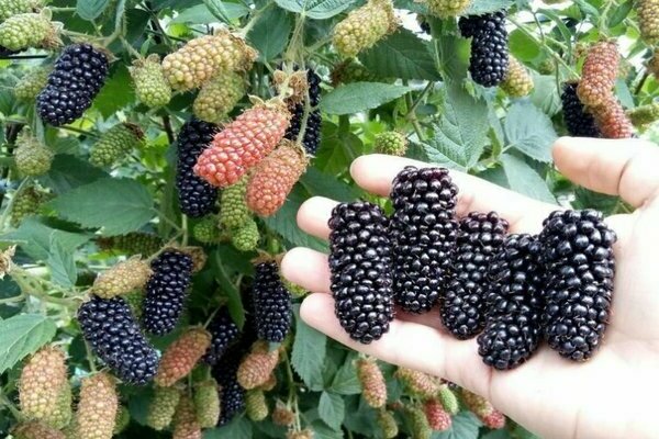 vườn blackberry