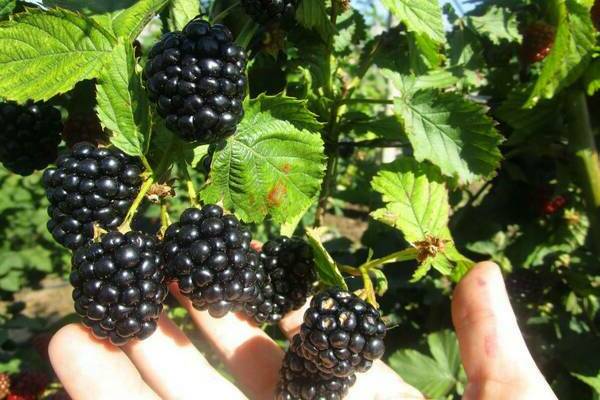 hardin blackberry
