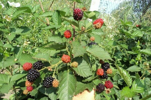 vườn blackberry