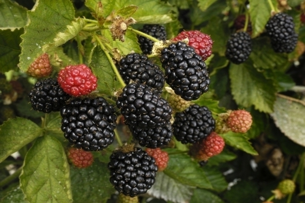 blackberry thornfree