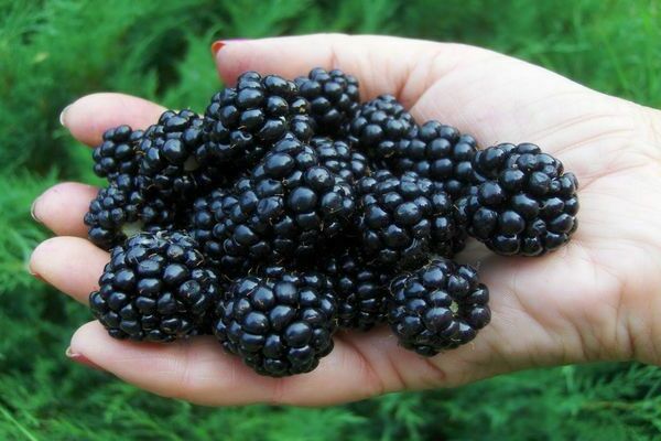 blackberry gai