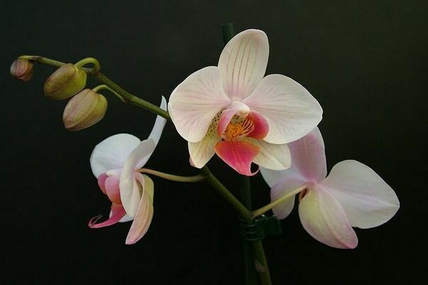 ภาพถ่าย Phalaenopsis