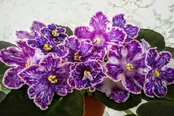 Photo de raisins violets