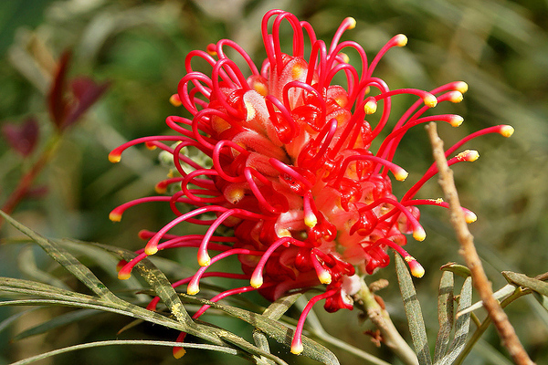 foto grevillea