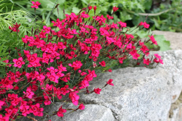 Carnation-herbal photo