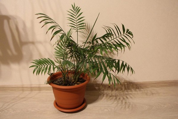 chamedorea palm