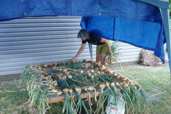 how to dry onions