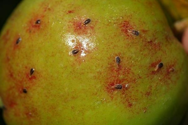 skadedyr av epletre