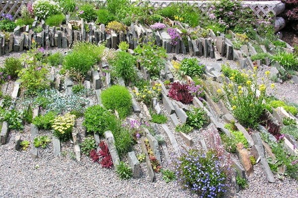 saxifrage planting + and care