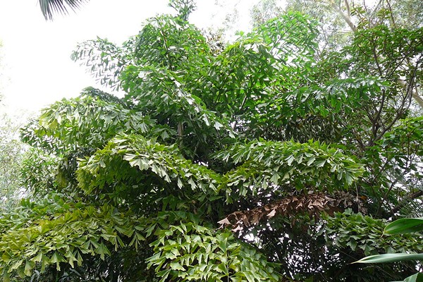 Pokok kelapa sawit