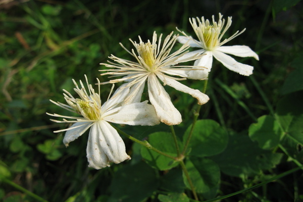 Foto Clematis Fargesioides