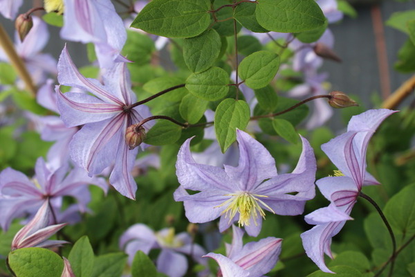 Clematis Prince Charles photo
