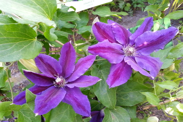 Clematis Wildfire Foto