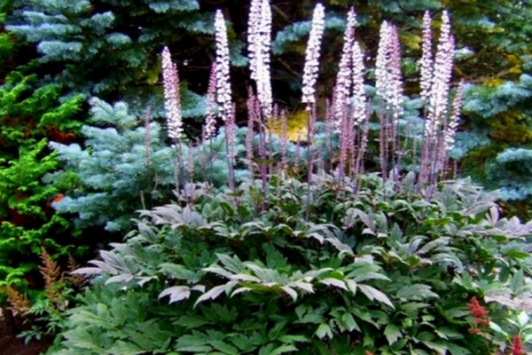 black cohosh landing + and care